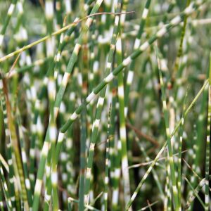 Schoenoplectus tabernaemontani 'Zebrinus'