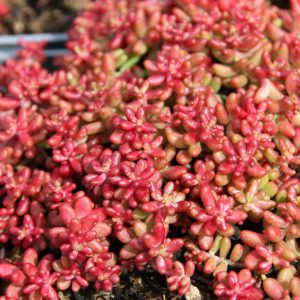 Sedum album 'Coral Carpet'