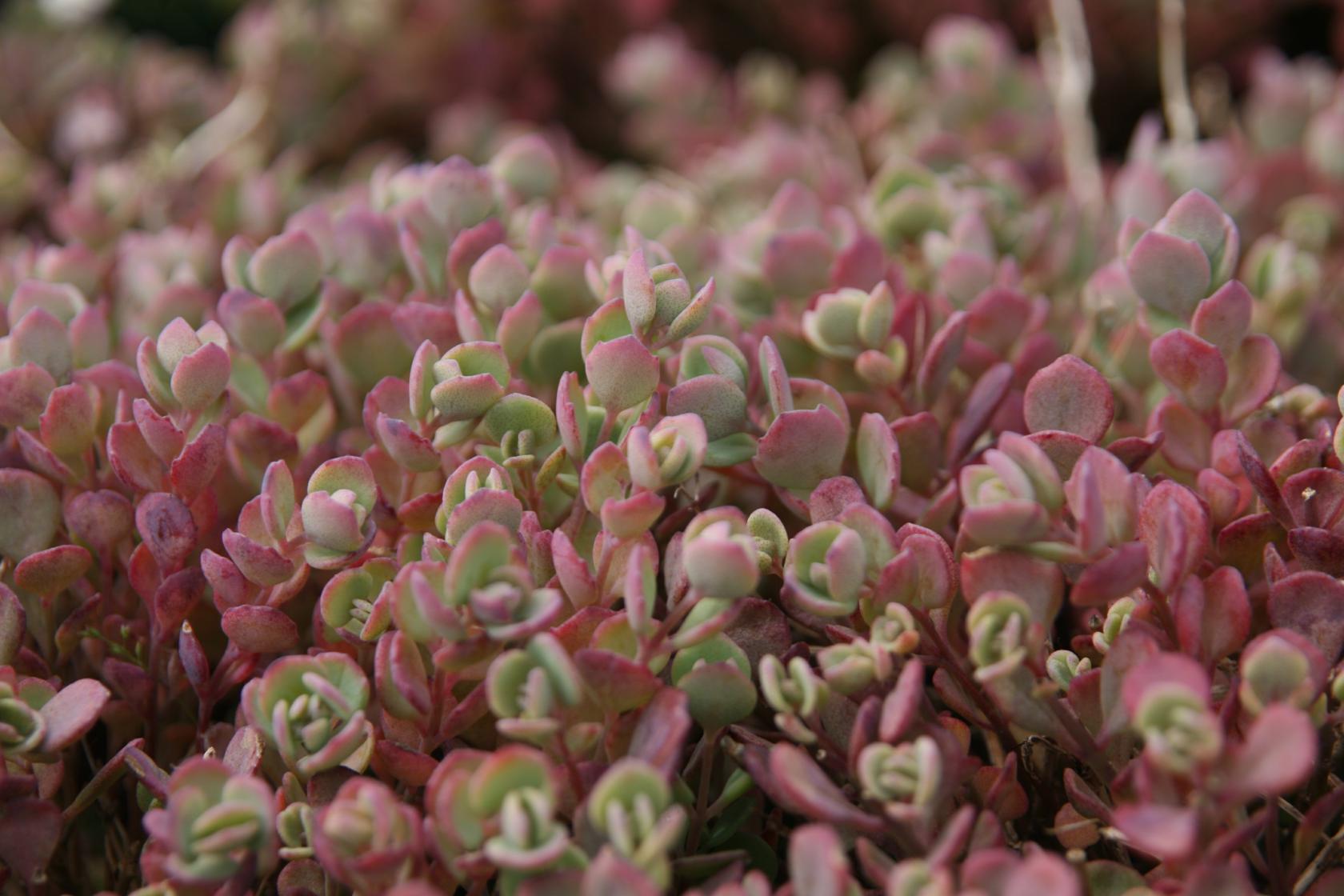 Sedum ewersii