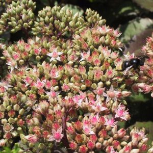 Sedum telephium 'Matrona'
