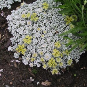 Sedum spathulifolium 'Cape Blanco'