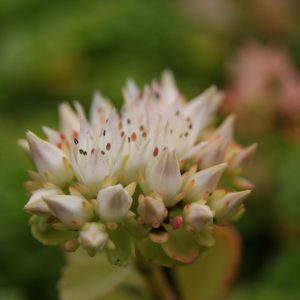 Sedum spurium 'Album Superbum'