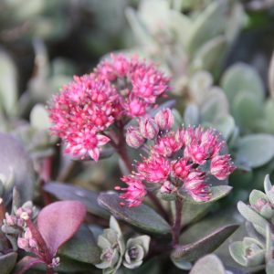 Sedum SunSparkler 'Dazzlebery'  (S)
