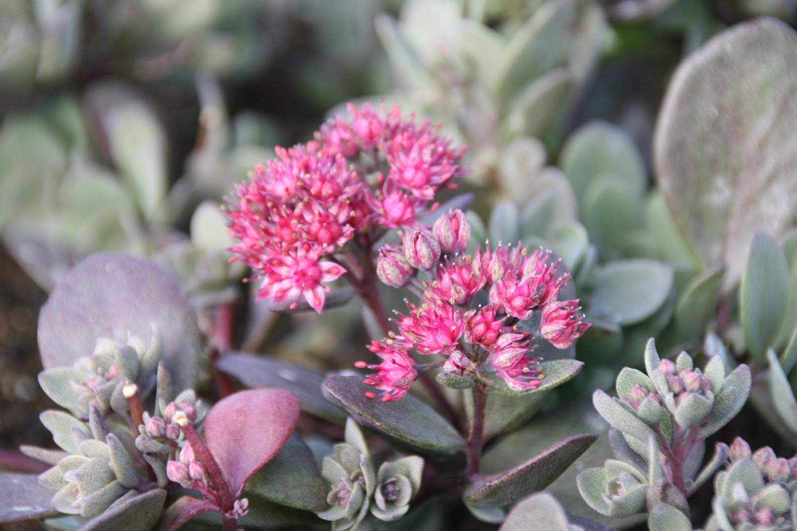 Sedum SunSparkler 'Dazzlebery' (S)