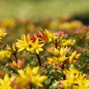 Sedum floriferum 'Weihenstephaner Gold'