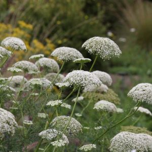 Selinum wallichianum