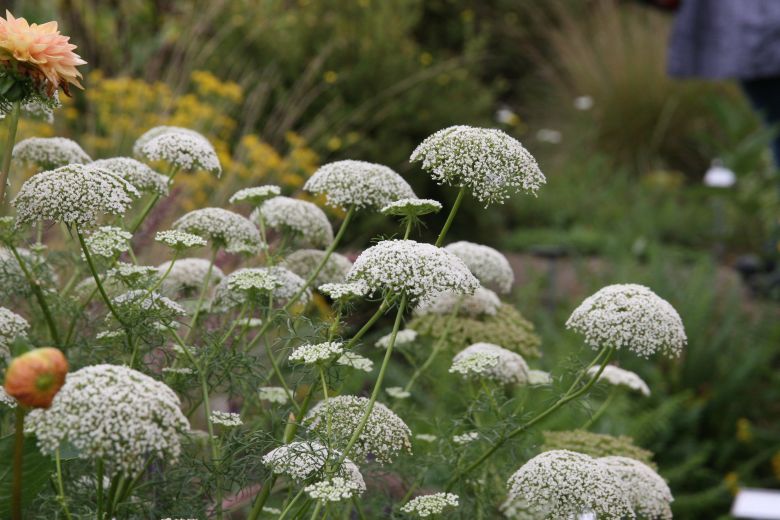 Selinum wallichianum