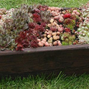 Sempervivum in Arten und Sorten