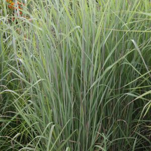 Sorghastrum nutans 'Sioux Blue'