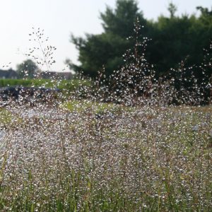 Sporobolus heterolepis 'Cloud'