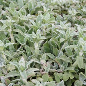 Stachys byzantina 'Silky Fleece'