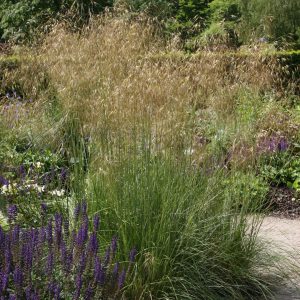 Stipa gigantea