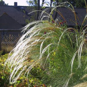 Stipa pennata
