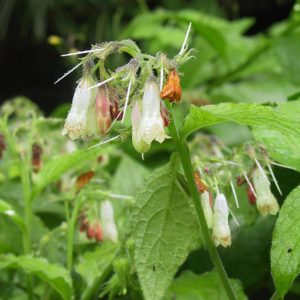 Symphytum grandiflorum