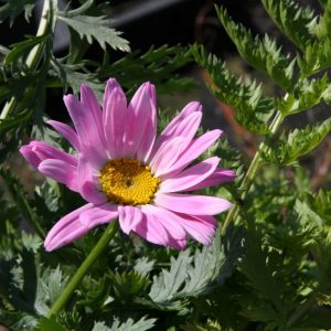 Tanacetum cocc.'Robinsons Rosa'