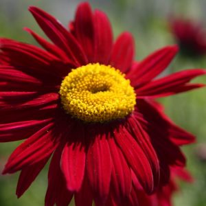 Tanacetum cocc.'Robinsons Rot'