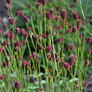 Sanguisorba officinalis 'Tanna'