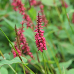 Persicaria amplexicaulis 'Taurus' (Bistorta)