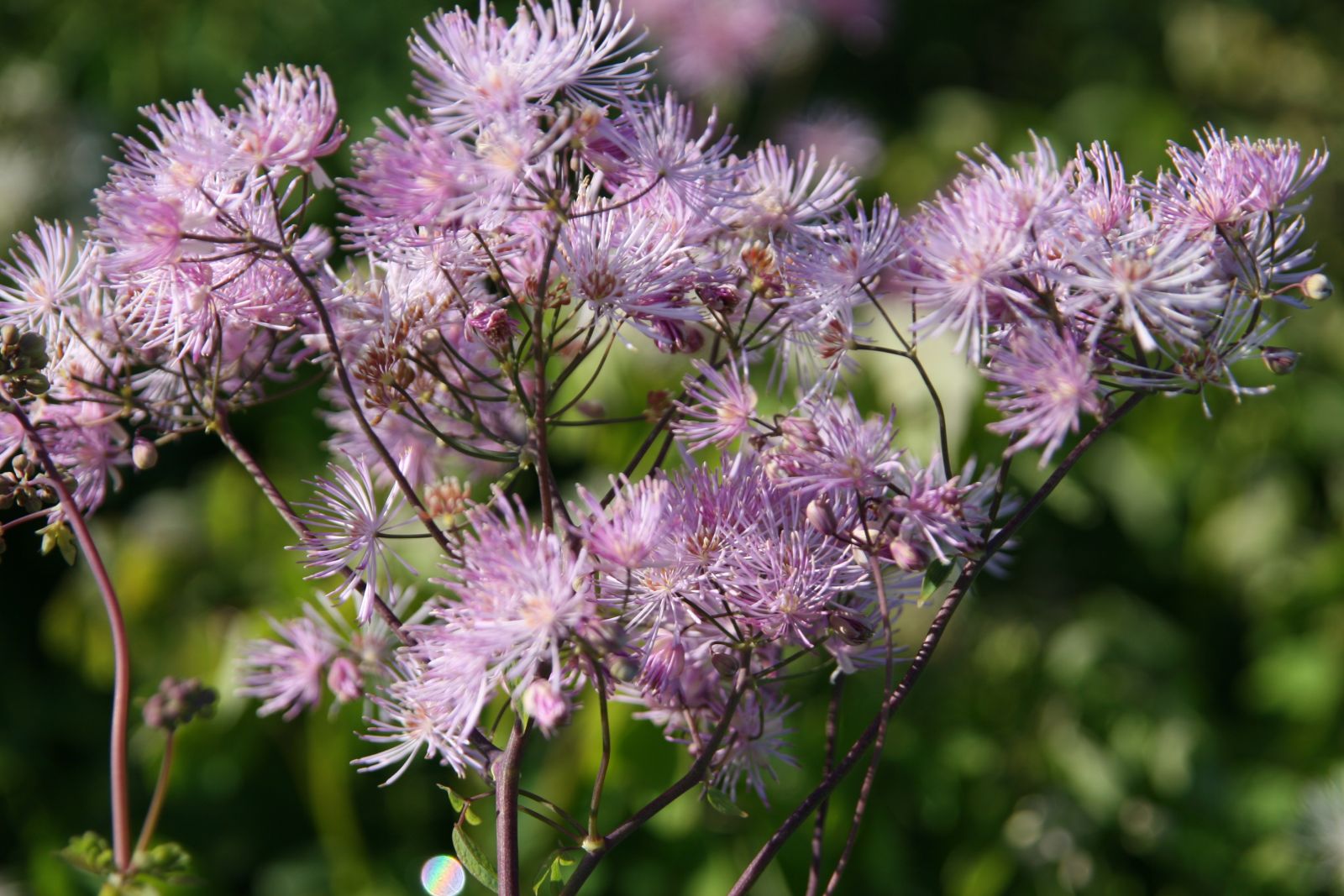 Thalictrum aquilegifolium