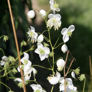Thalictrum delavayi 'Splendide White' (S)