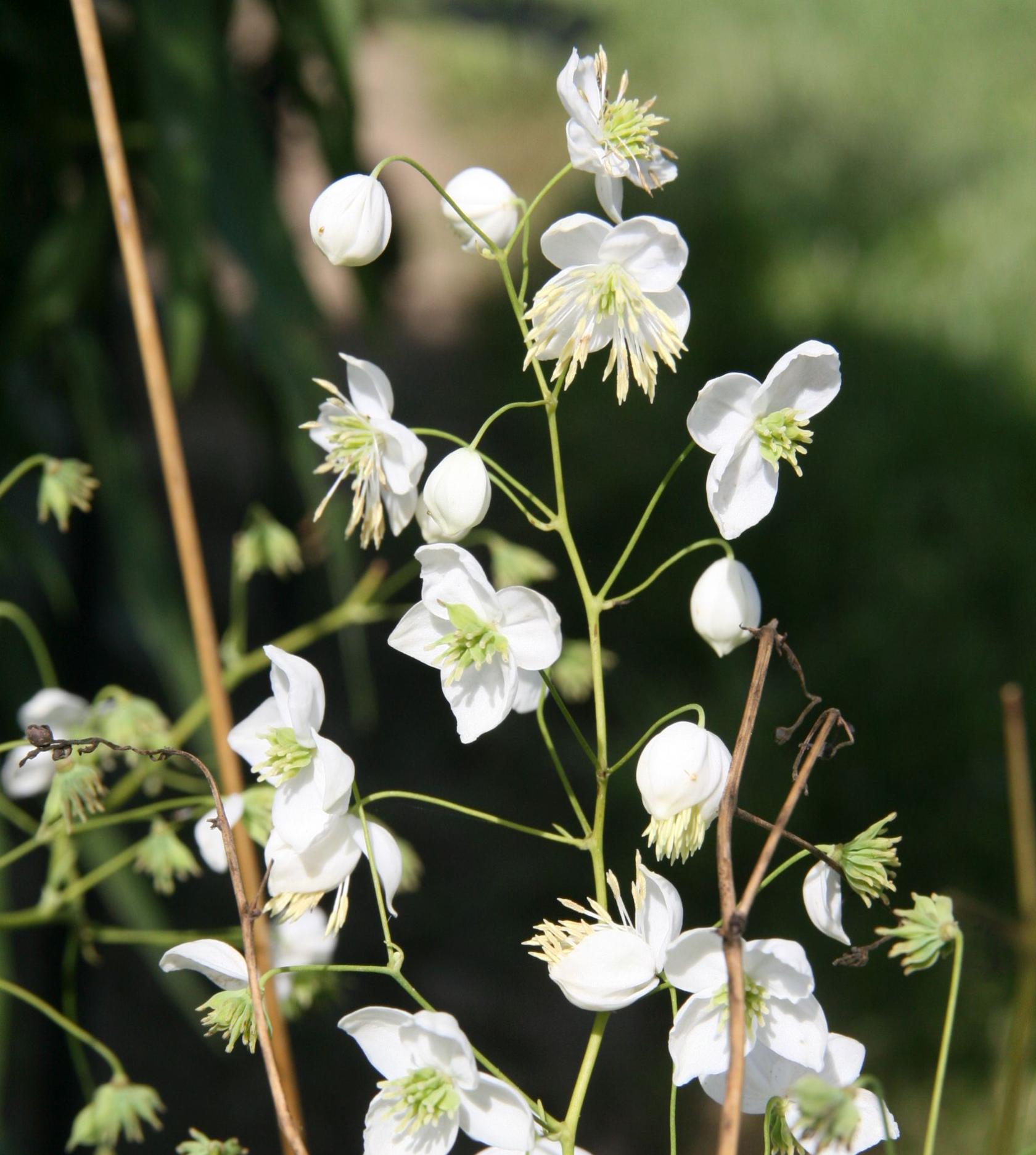 Thalictrum delavayi 'Splendide White' (S)