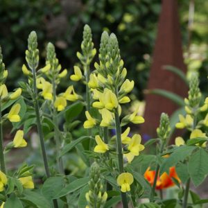 Thermopsis chinensis