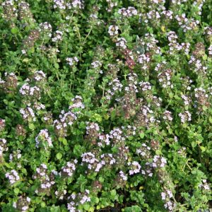 Thymus comosus 'Doone Valley'