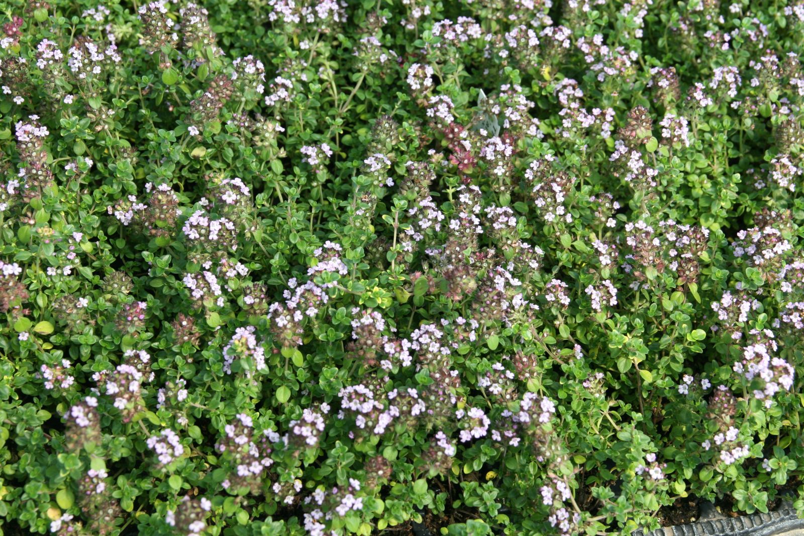 Thymus comosus 'Doone Valley'
