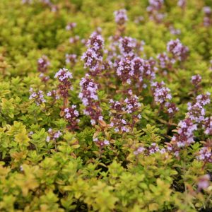 Thymus x citriodorus 'Golden Dwarf'