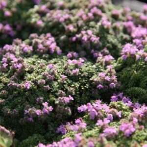 Thymus praecox 'Minor'