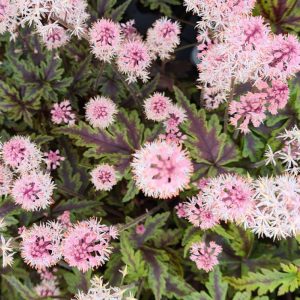 Tiarella laciniata 'Angel Wings' (S)