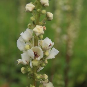 Verbascum phoeniceum  'Flush of White'