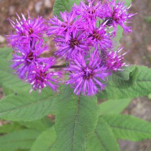 Vernonia noveboracensis