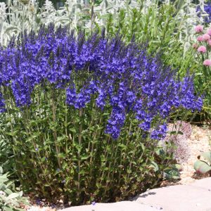 Veronica austriaca 'Knallblau'