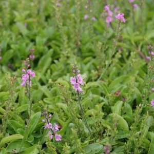 Veronica x cantiana 'Kentish Pink'