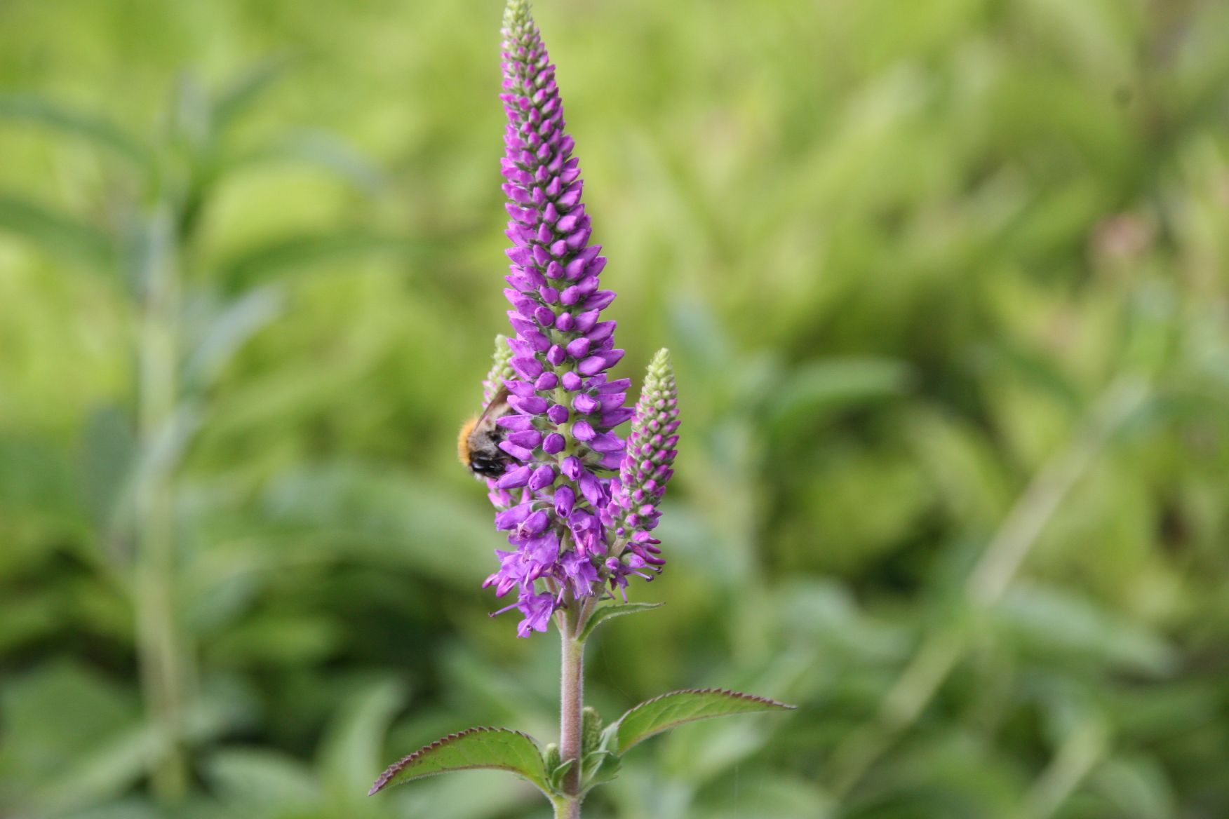 Veronica longifolia 'First Match' (S)