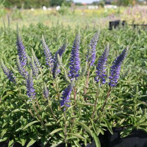 Veronica spicata nana 'Blauteppich'
