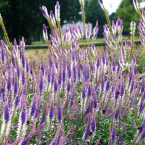 Veronicastrum virginica 'Fascination'