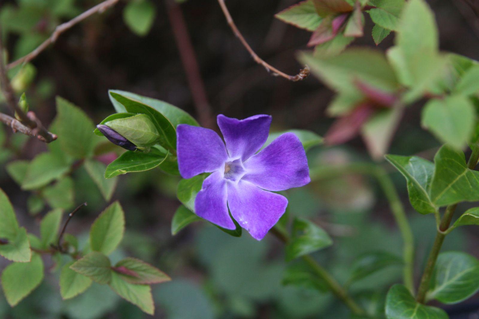 Vinca major