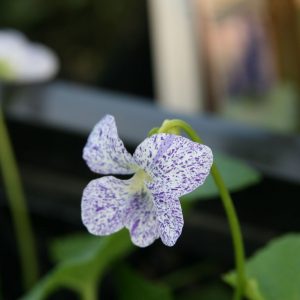 Viola sororia 'Freckles'