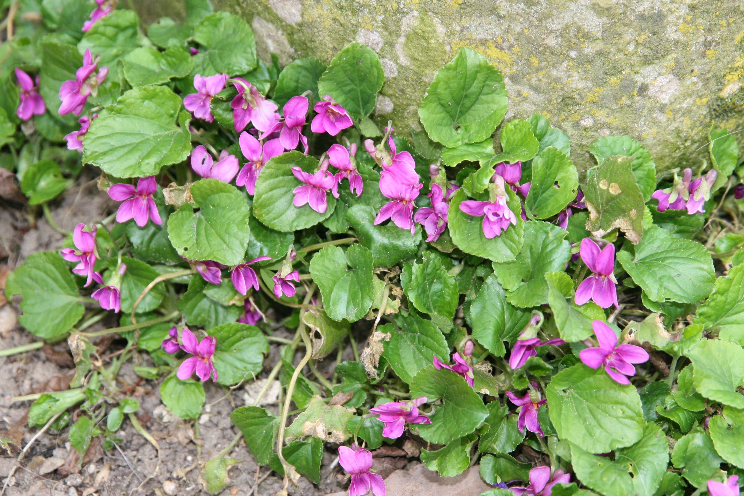 Viola sororia 'Rubra'
