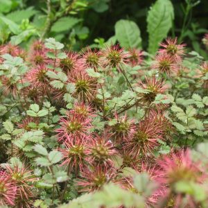 Acaena microphylla 'Kupferteppich'