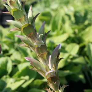 Acanthus mollis