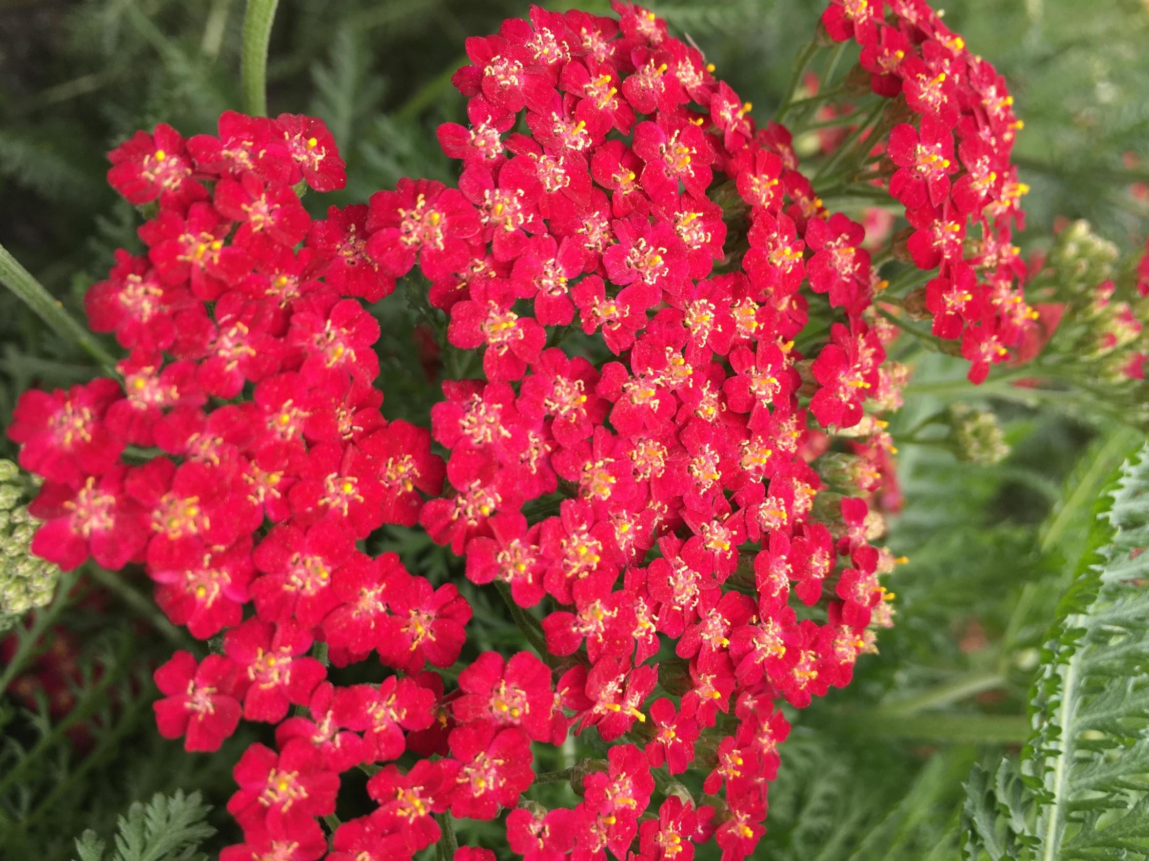 Achillea millefolium 'New Vintage Red' (S)