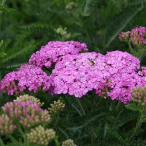 Achillea millefolium 'Apfelblüte'