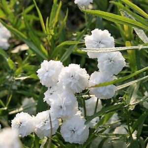 Achillea ptarmica 'Schneeball' veg.