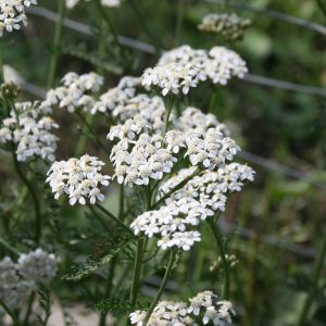 Achillea millefolium - Wildform