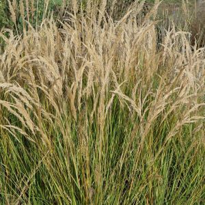 Achnatherum calamagrostis 'Algäu'