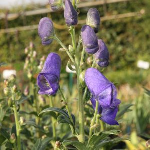 Aconitum carmichaelii 'Arendsii'  veg.
