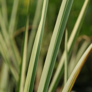Acorus calamus 'Variegatus'